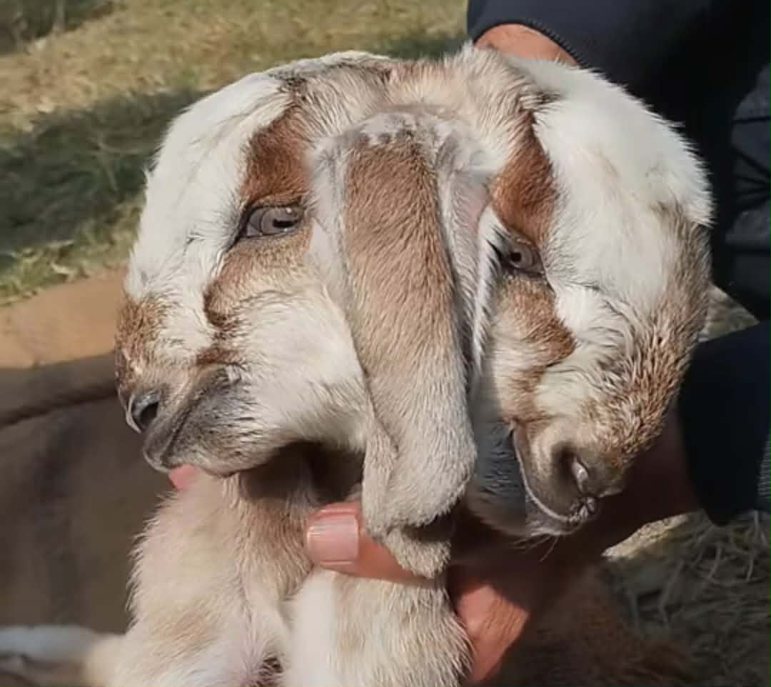 स्कुलचौन बजारमा दुई टाउको भएको पाठो जन्मियो